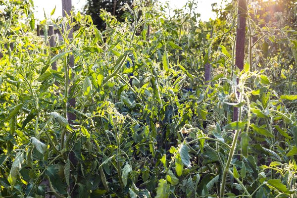 Tuteur tomate : comment le poser correctement ?